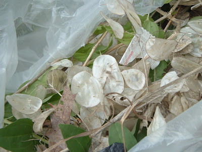 [Photo: garbage bag with various junk from Boulevard Beds, mostly seed pods from #&*!% Lunaria annua.]