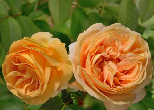 Candlelight rose сорт розы фото  