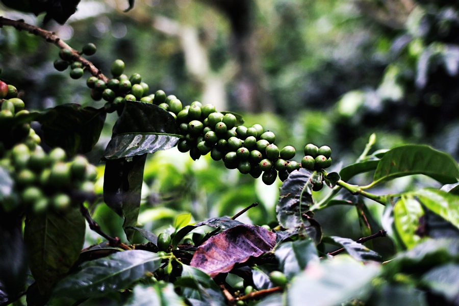 coffee farm panama