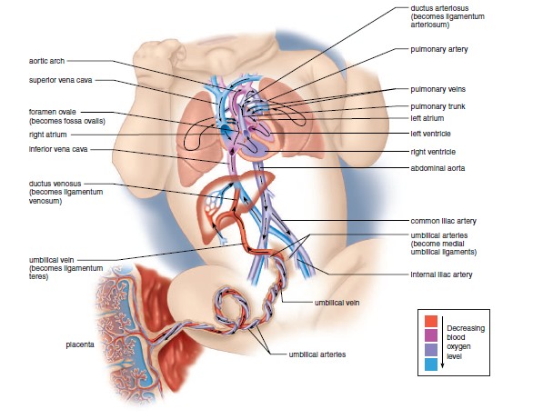 Fetal Circulation Explained with Video - MedchromeTube
