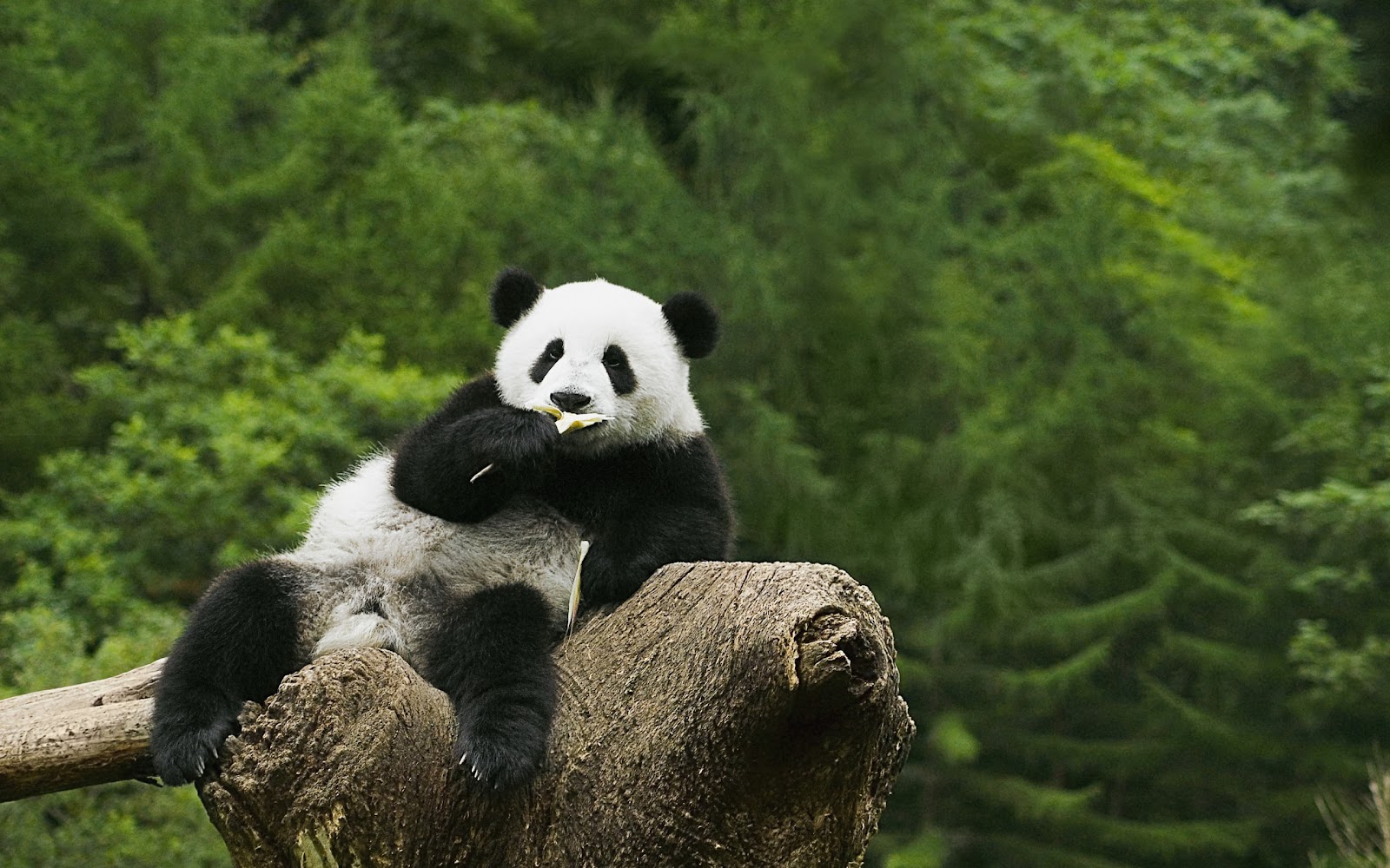  gambar  Gambar  Panda  Lucu Lengkap