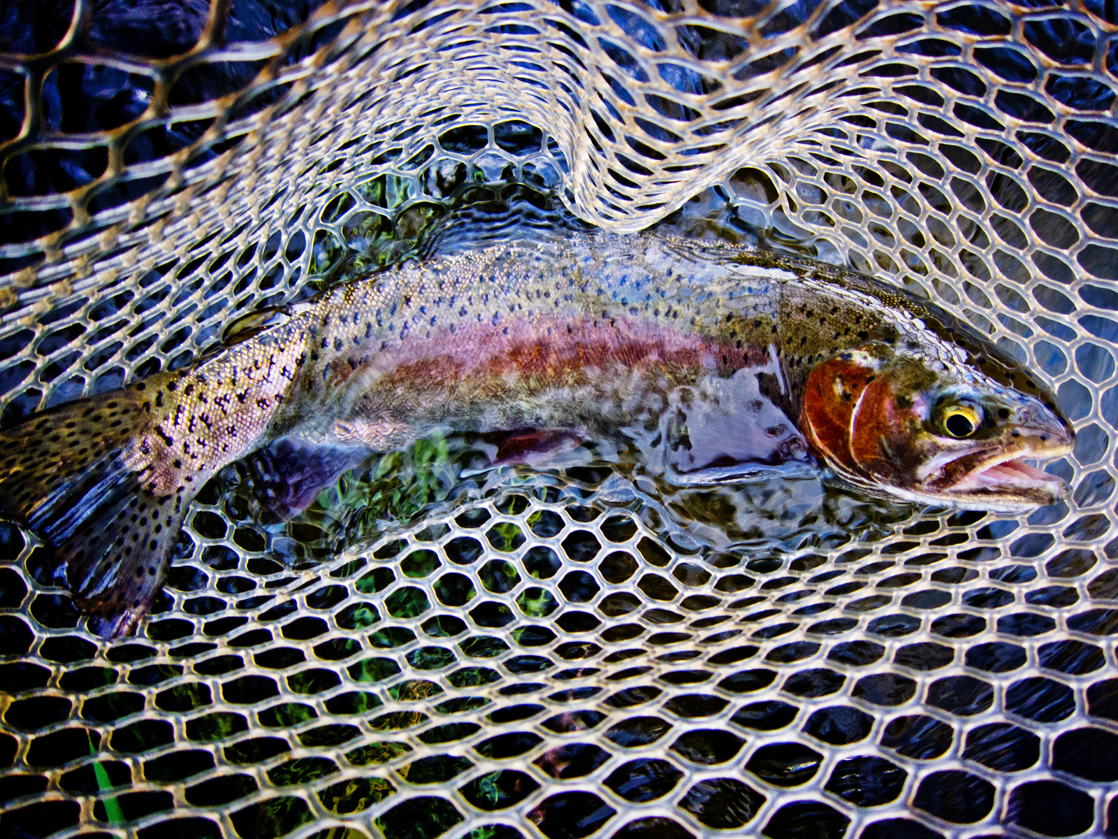 Arian Stevens Photography SALMONFLY FISHING ON THE DESCHUTES RIVER