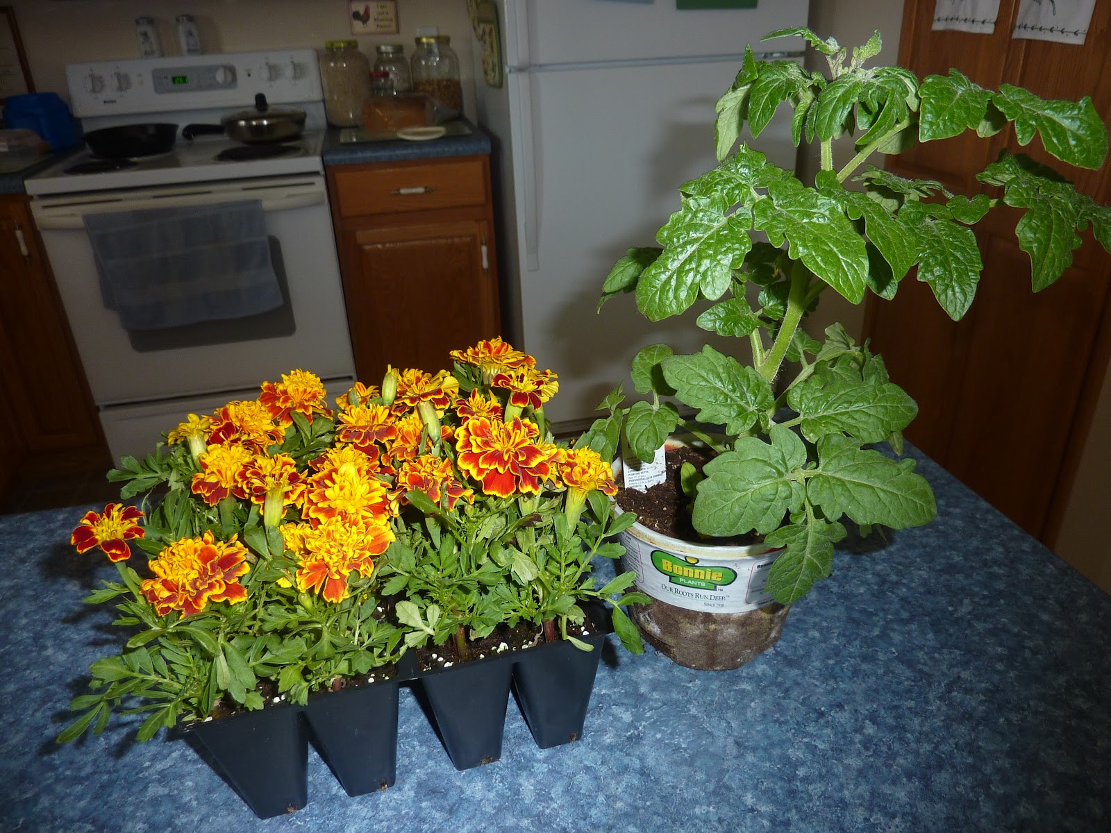 Cozy Thyme Cottage Pincushion Flowers, Purple Salvia, Celery, Tomato