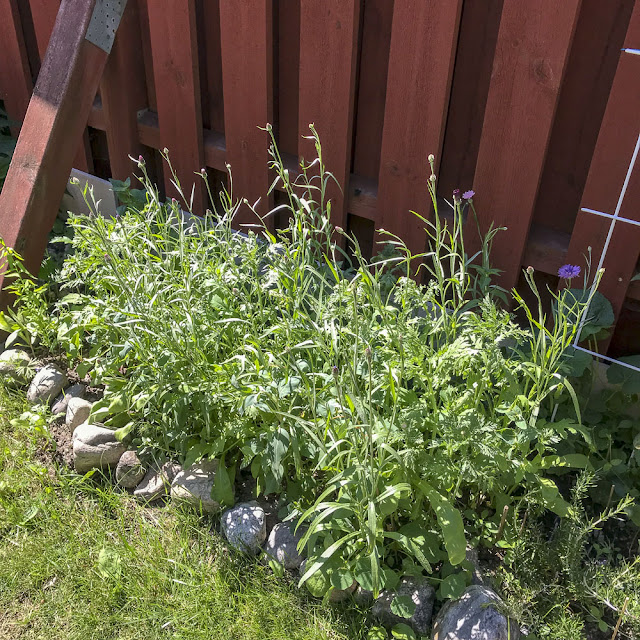 sommarblommor sommarblommor