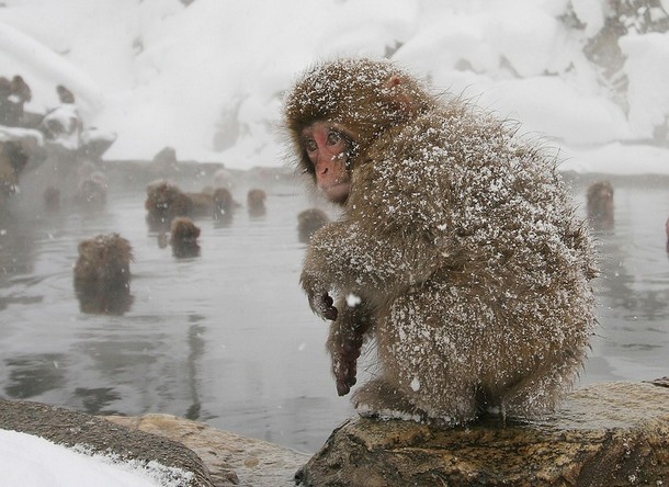 Japanese Monkeys After Snow