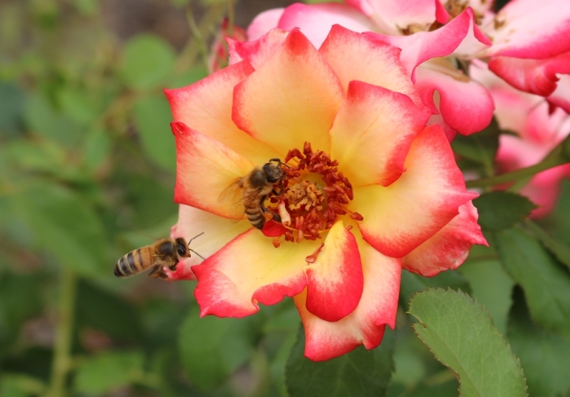 The Flower Bin 3 Ways to Attract Pollinators to Your Garden