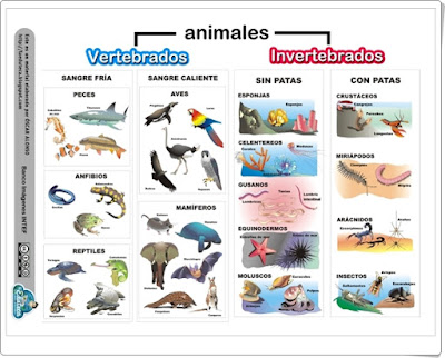 "Animales vertebrados e invertebrados" (Ciencias naturales de Primaria)