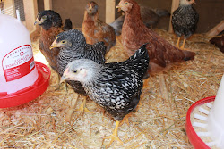 fao schwarz chicken coop 17