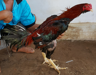 Peluang Usaha Dan Bisnis Info Budidaya Budidaya Ikan Hias