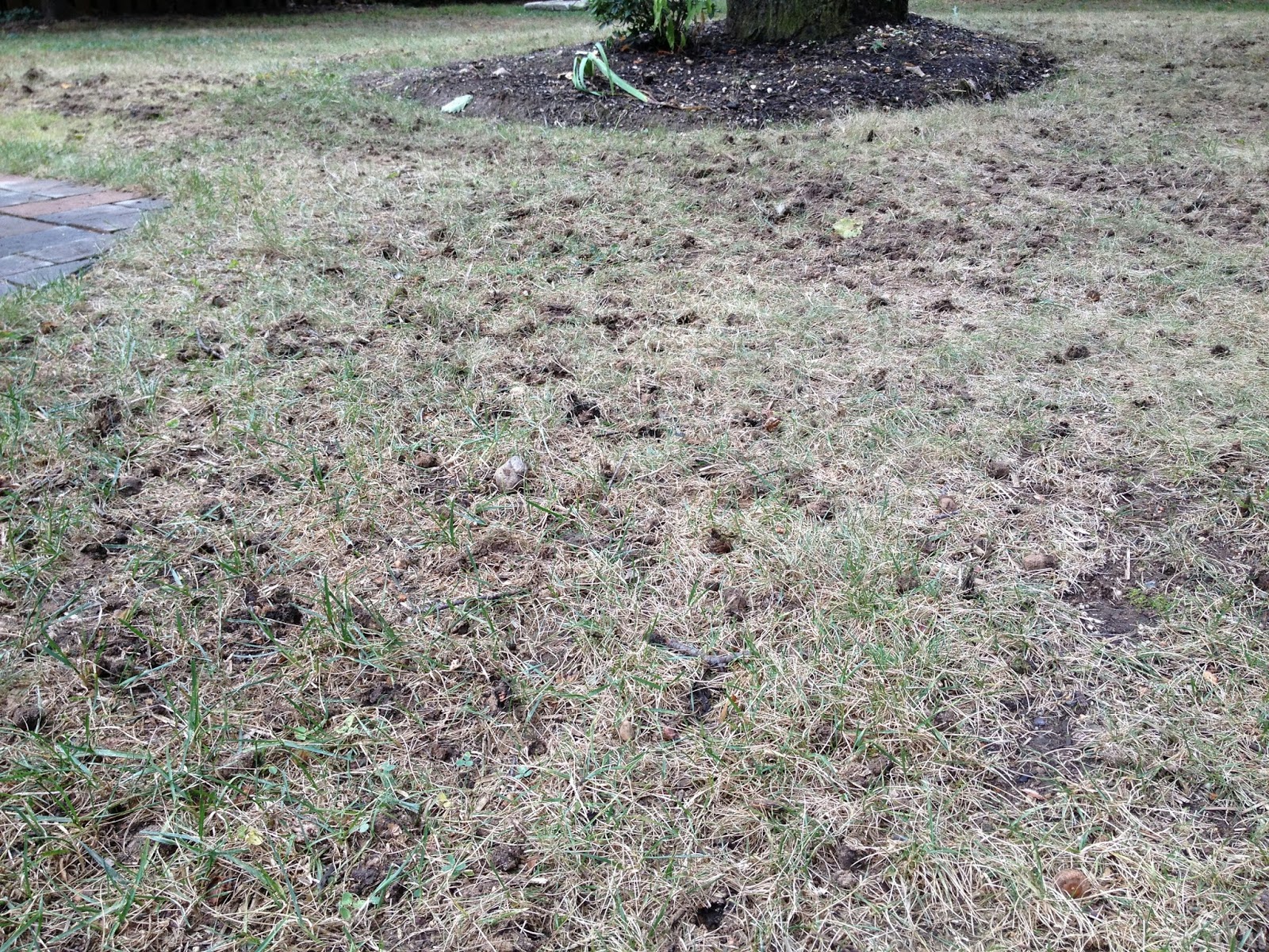 Knotical Life Growing Grass, The Fall Edition