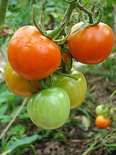 Tomates "Cherry"