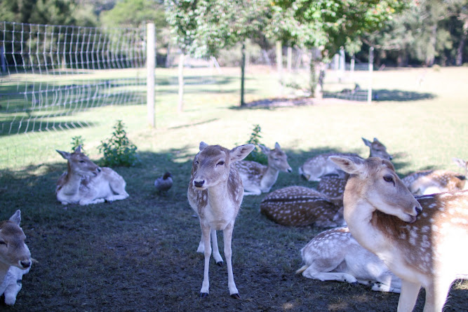 Mogo Zoo Jervis Bay Australia 