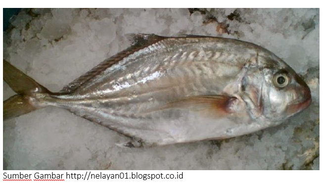 Nama Ikan Laut Terlengkap Beserta Gambarnya Info Seputar Gambar Vector