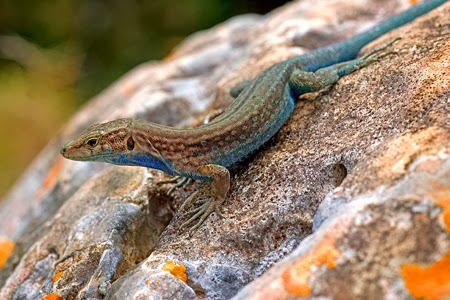 Blog De Estudios,Victoria Martinez: Parques naturales de Mallorca