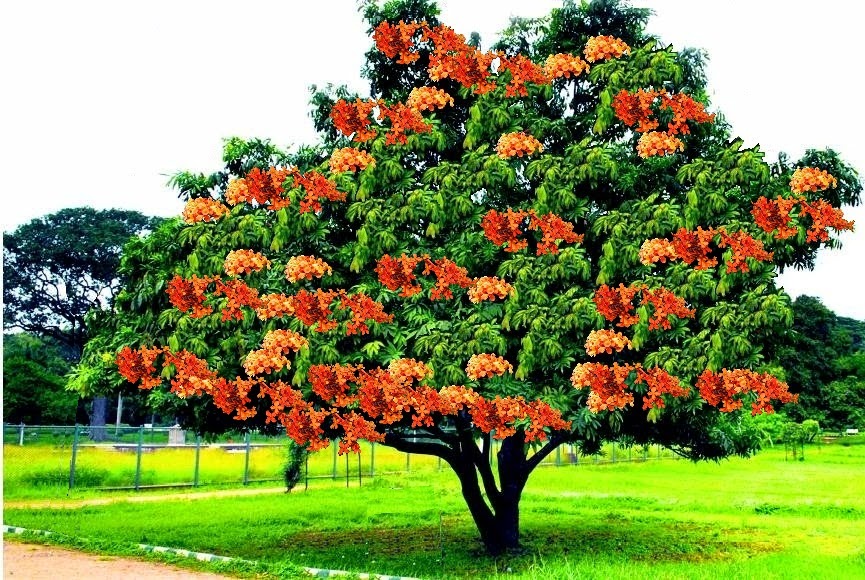 Reforestation and the Medicinal Uses of Trees Liliana Usvat Research