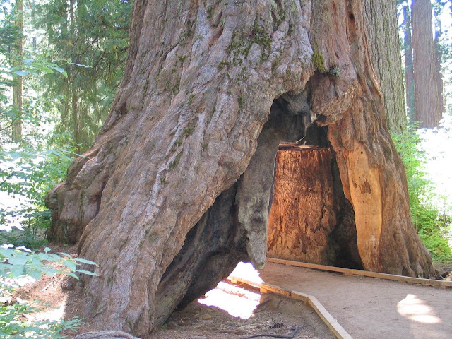 The Pioneer Cabin Tree, a giant sequoia in Calaveras Big Trees State Park, California. It has a road running through a hole cut in its huge trunk.