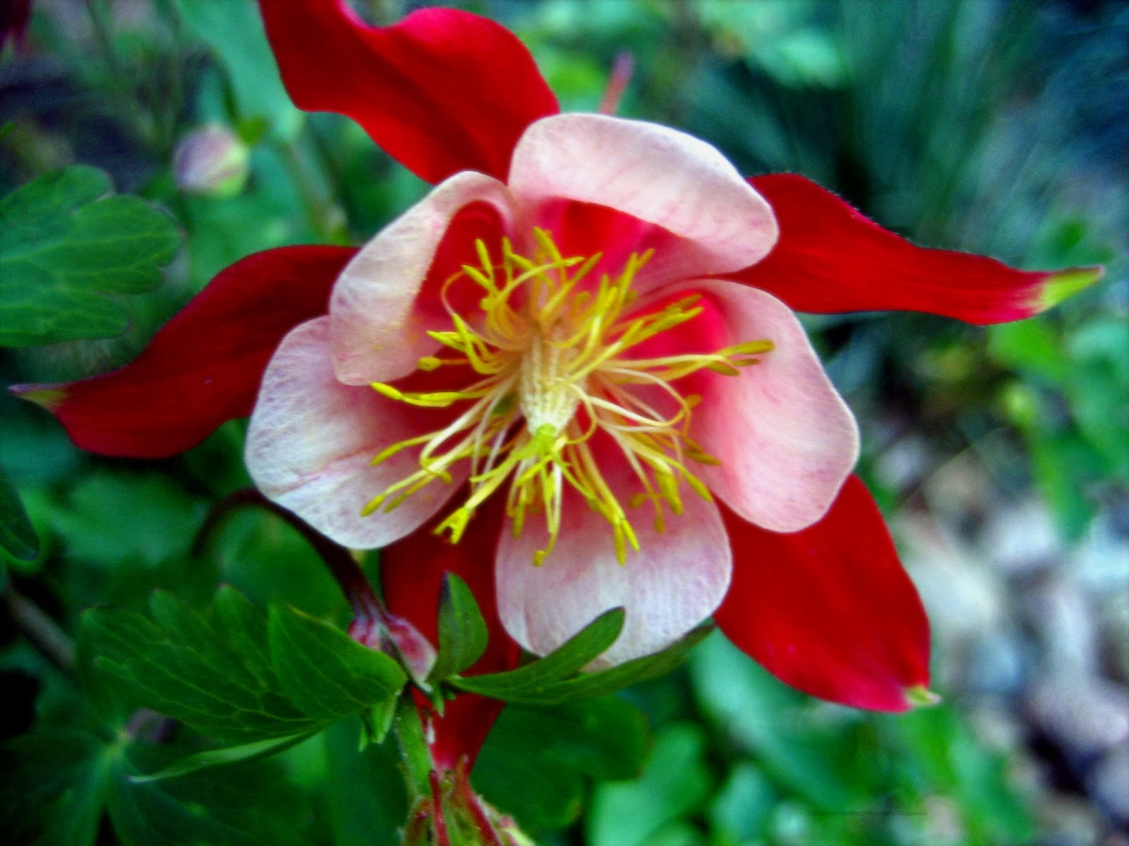 Desktop hd wallpapers: Columbine wallpapers hd