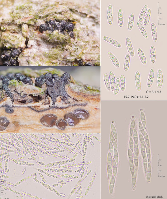 Diaporthe oncostoma.