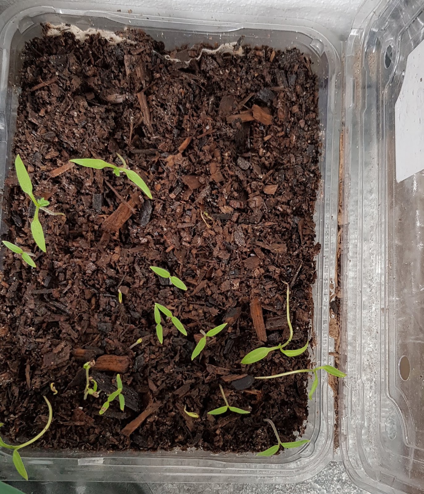 Growing Perino Tomatoes from seed
