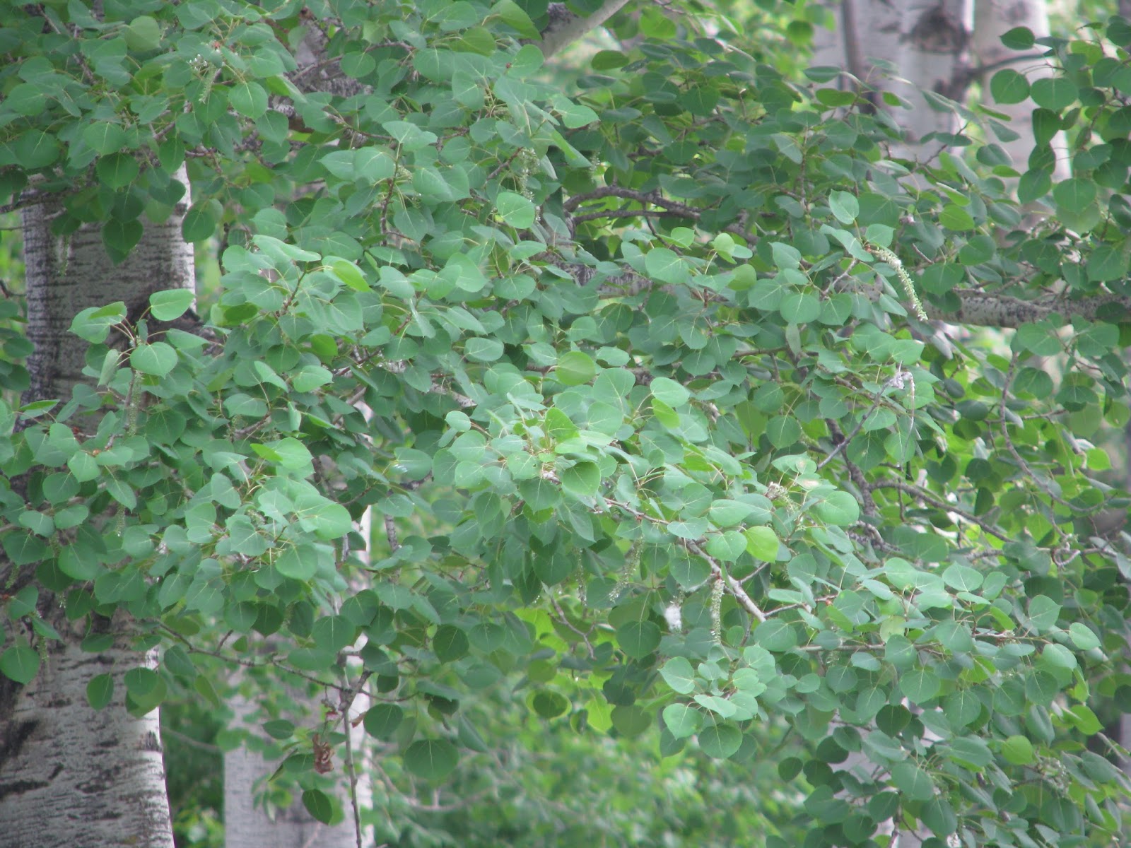 Window Binsey Poplars