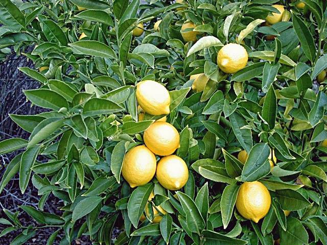 Efek Samping Konsumsi Obat Tidur, Bisa Terlelap Lama Hingga Tak Sadarkan Diri Efek Samping Konsumsi Obat Tidur, Bisa Terlelap Lama Hingga Tak Sadarkan Diri