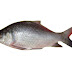 Catla Fish Farming