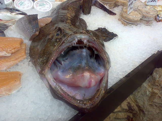 Ikan Monkfish Makanan Terbaik Yang Mungkin Pernah Anda Coba