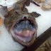 Ikan Monkfish Makanan Terbaik Yang Mungkin Pernah Anda Coba