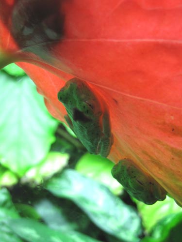 Lemur Leaf Frog