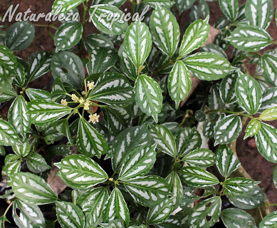 La Pilia de Plata, Pilea cadierei