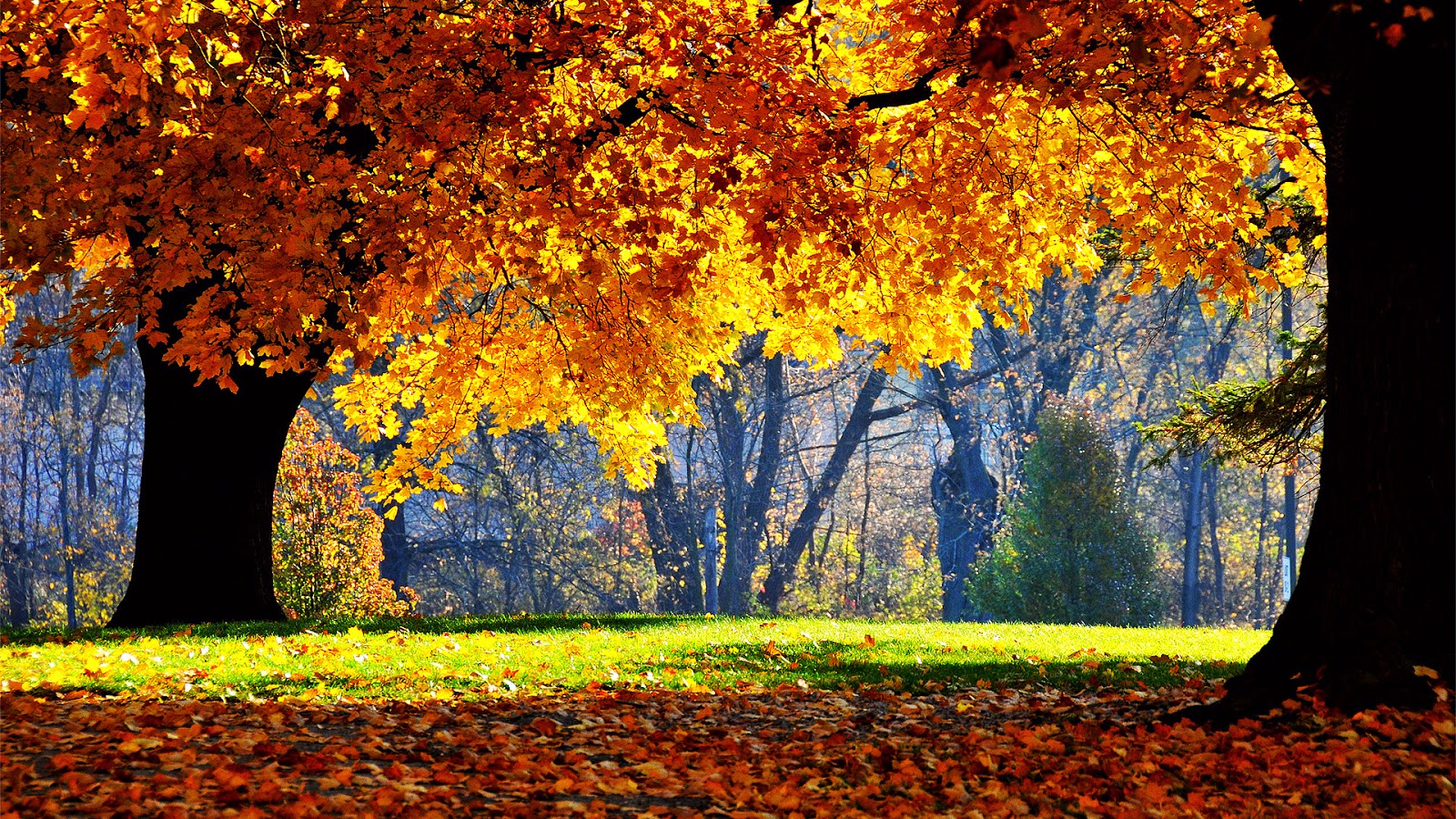 Autumn Wallpaper HD