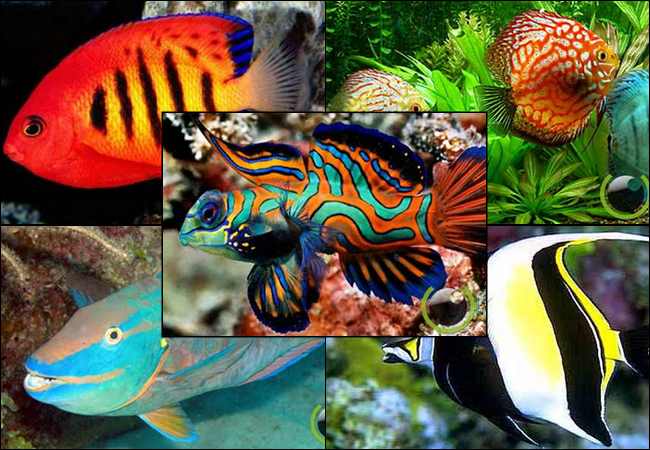 10 Ikan Terindah dan Tercantik di Dunia 
