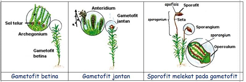 Гаметофит спорофит таблица. Гаметофит рисунок. Гаметофит семенных растений. Спорофит гороха.