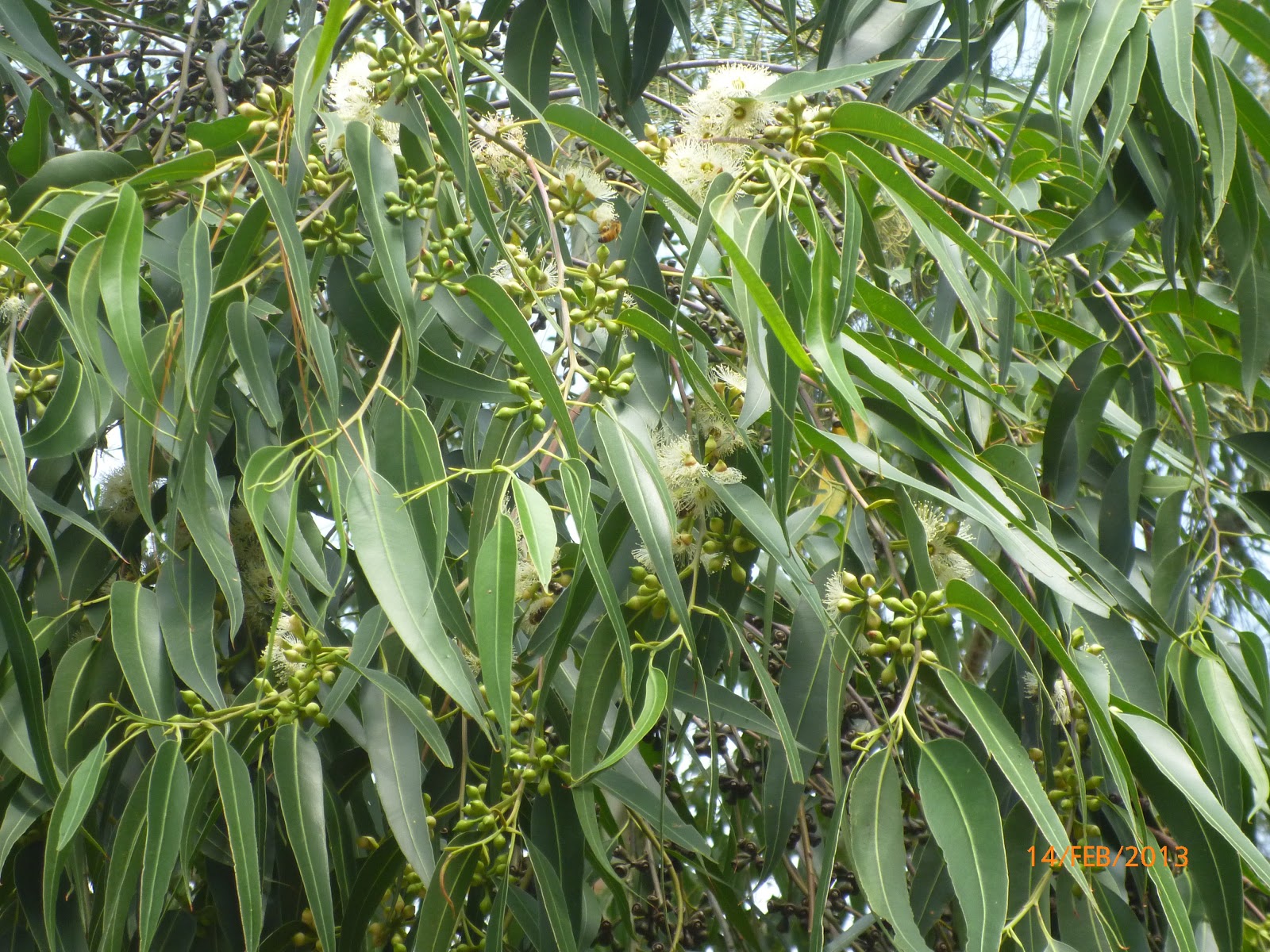 . Inicio de floracion de Eucaliptos