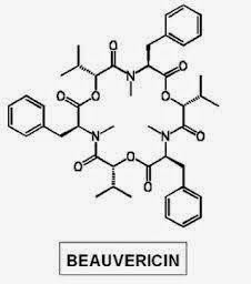 bovericin - Pragas e Eventos