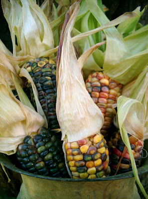 ornamental corn at the createaerie