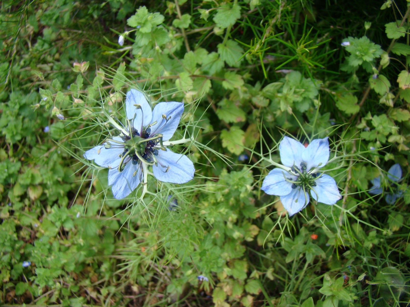 Leaves of Plants Nigella