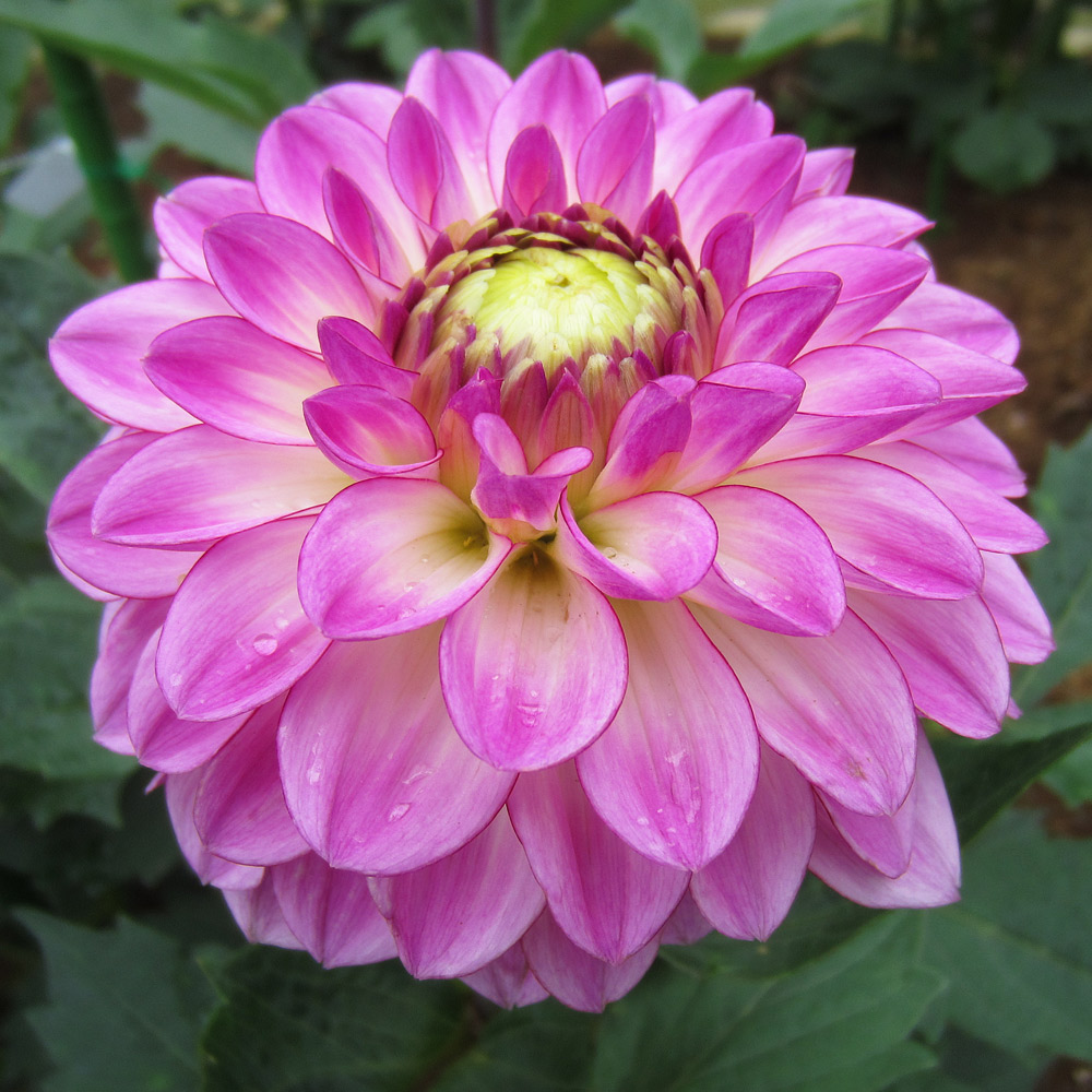 Japanese Dahlias at the Jindai Botanical Gardens in Japan