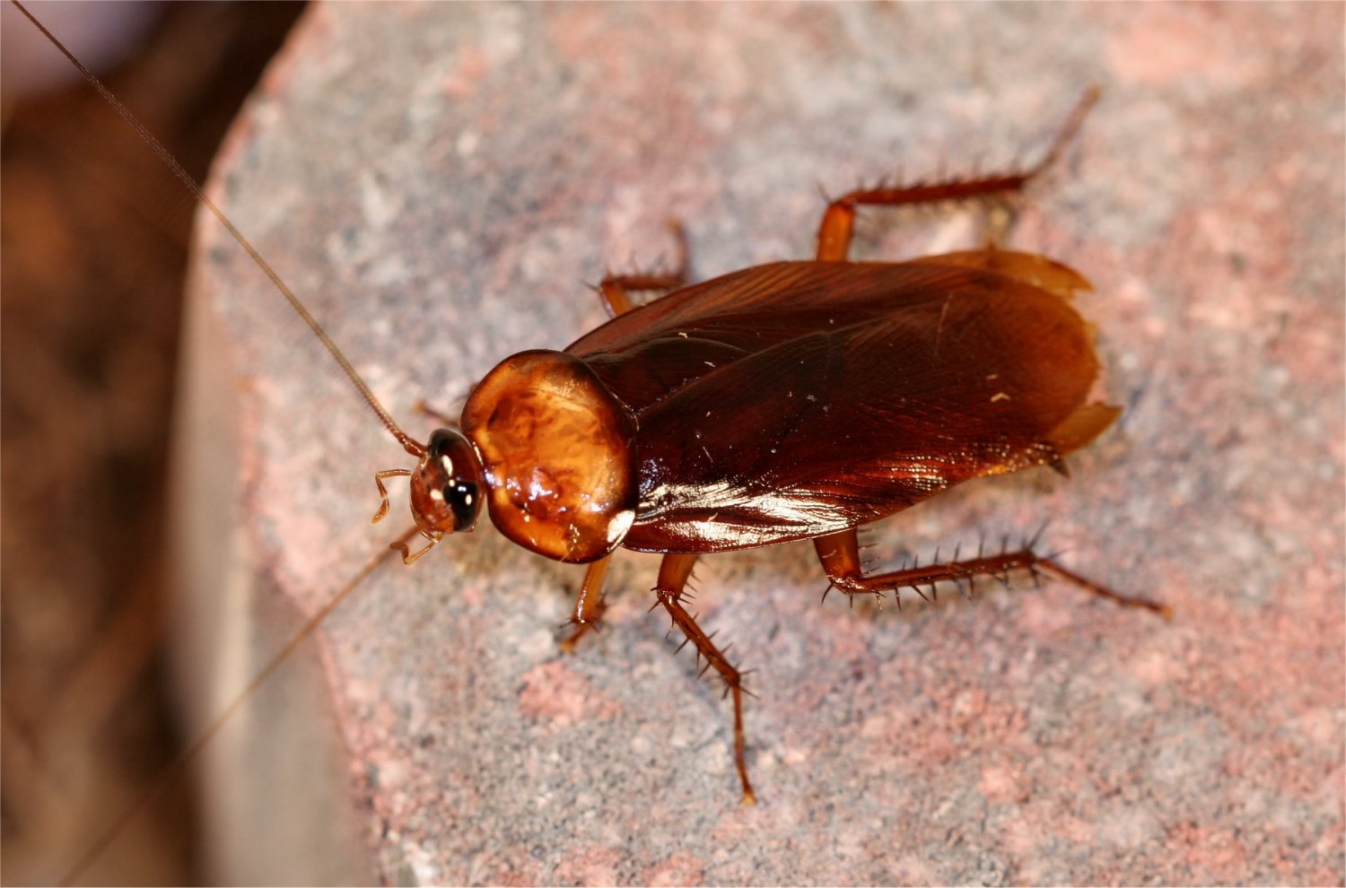 Live Cockroach Found In Woman Brain Oddetorium 