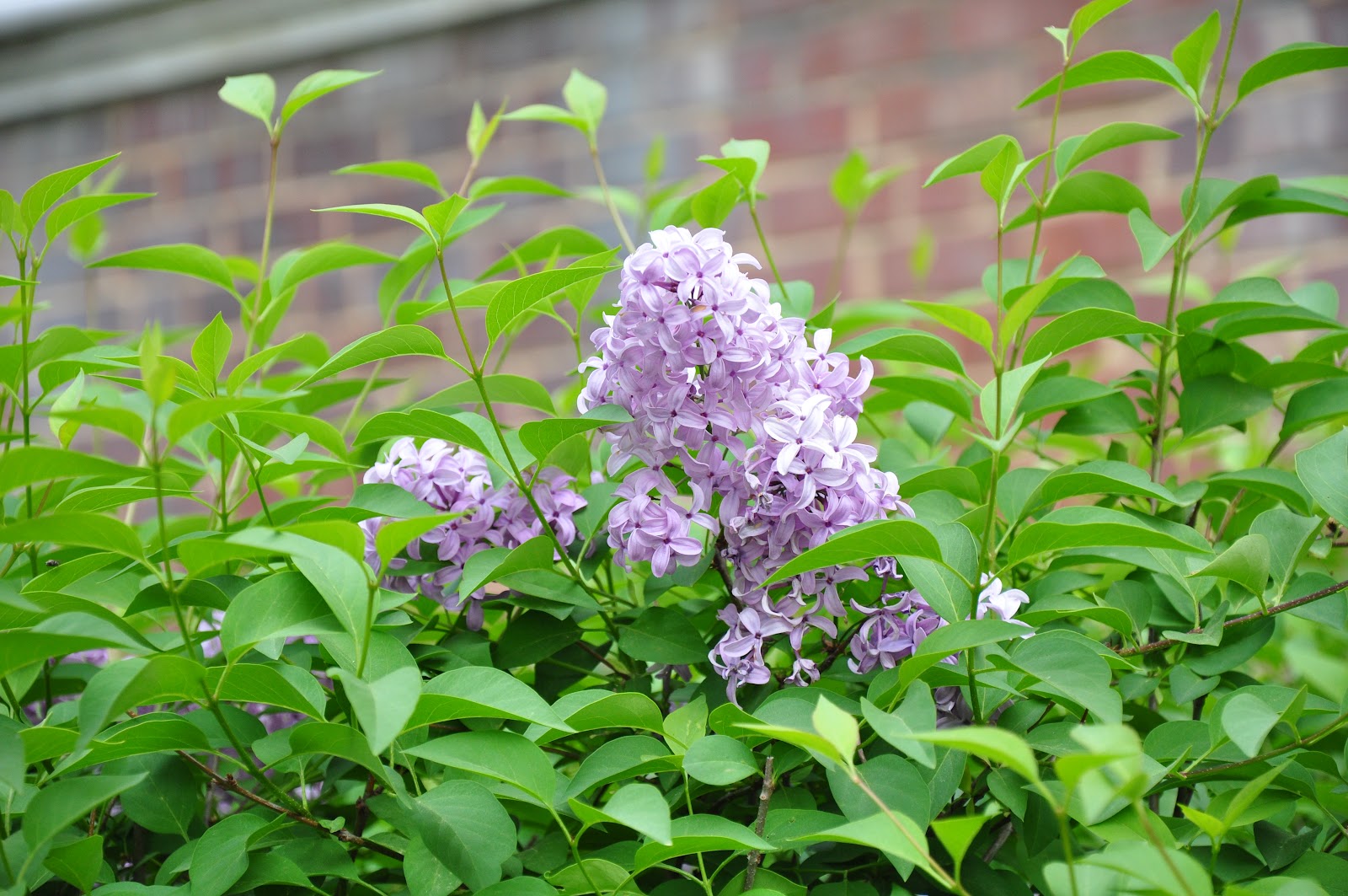 UMD Arboretum and Botanical Garden Persian Lilac, a lilac diva from the past