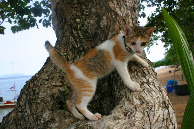 Kolibong Kitten Friend