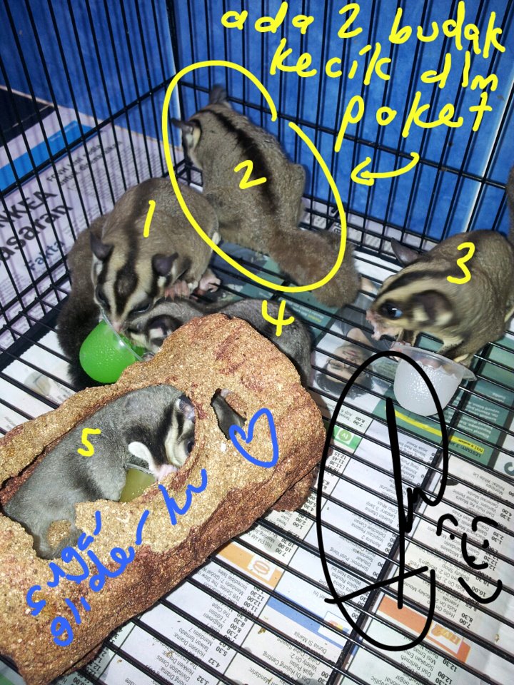 irwanmiswan tips penjagaan Sugar Glider (Sugar Glider Malaysia Group)