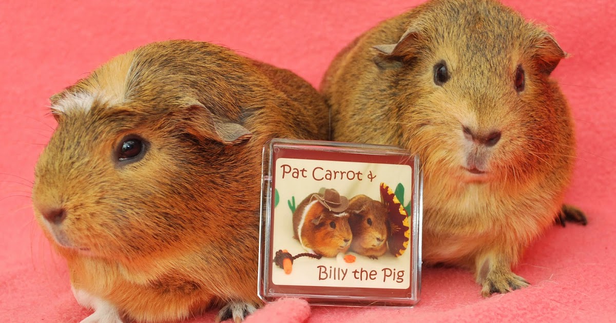 Cali Cavy Collective: a blog about all things guinea pig: Belka ...
