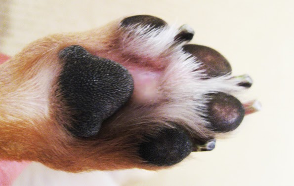 deletrear vertical Trampolín PSICOLMASCOT: Los Pies inflamados en los Perros