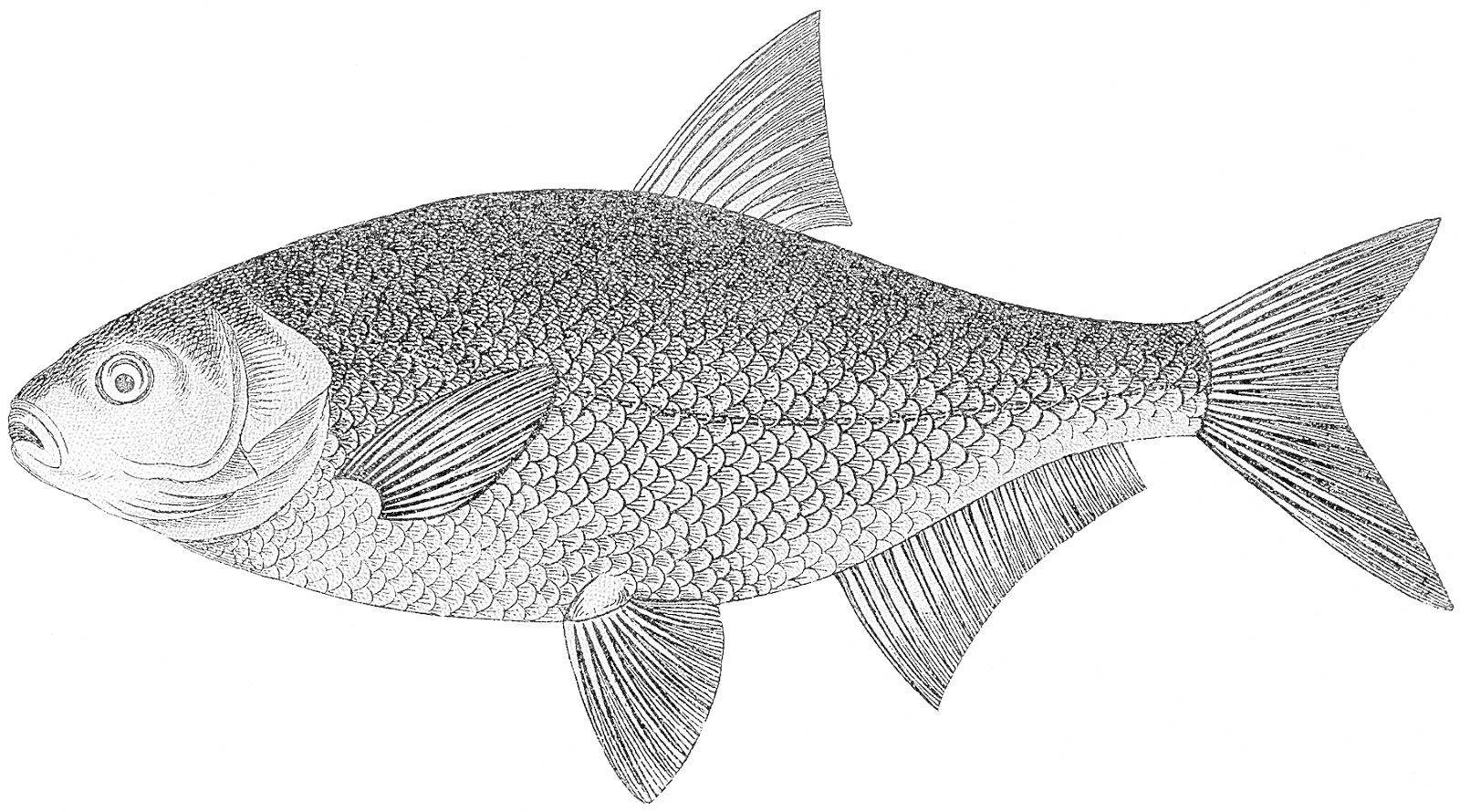 Coloring Pages: Fish Free Printable Coloring Pages
