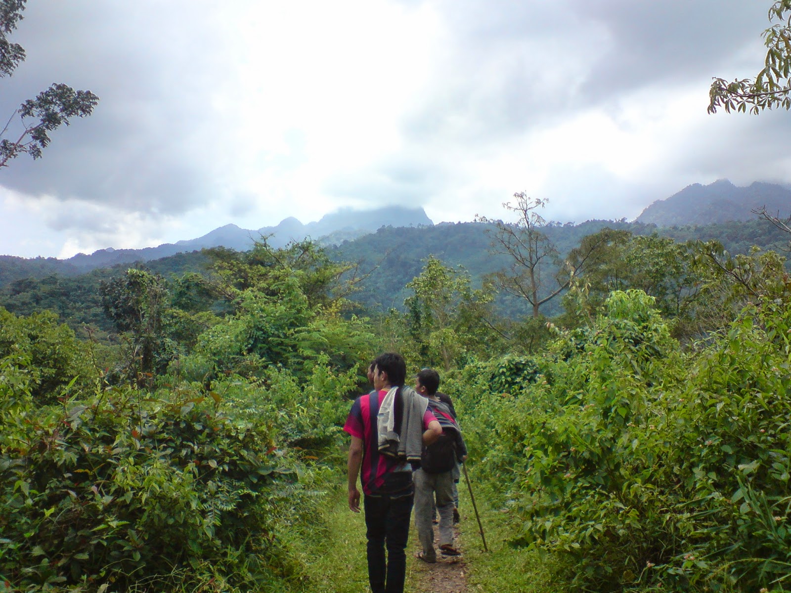 WONO PINUS SETRO ATAU LEBIH DIKENAL DENGAN TINESAN ~ Design Interior