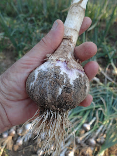 CABEZA DE AJO RECIÉN RECOLECTADA.