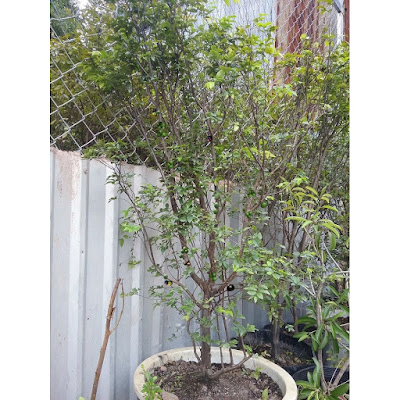 Nho thân gỗ - Cây đẹp trái ngon - Nhà vườn Khánh Võ Cay-nho-than-go-da-ra-trai-boi-3tr8-1