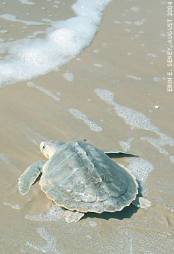 Kemp's Ridley Sea Turtle: Integumentary System