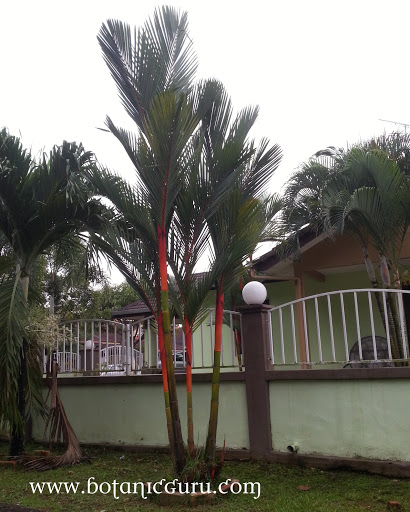 Cyrtostachys renda, Sealing Wax Palm, Lipstick Palm, Maharajah Palm